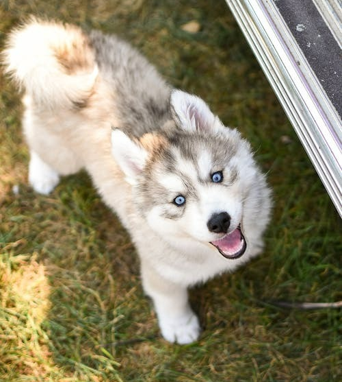 exited cute Pomsky puppy